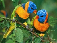 Animales
