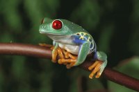rana