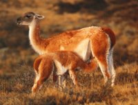 VICUÑAS DE LA SIERRA