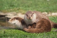 NUTRIA AFRICANA