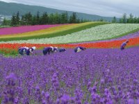Farm Tomita
