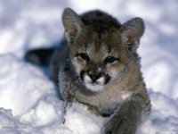 puma3