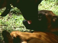 Gullveigh de Le Chien Rouge1