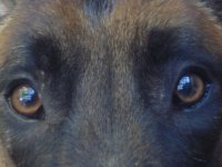 Crowcombe de Le Chien Rouge1