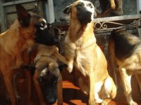 Malinois1