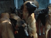 malinois 2