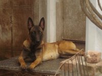 Cathleen de Le Chien Rouge1