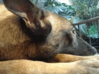 Cathleen de Le Chien Rouge2