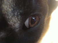 Daguer de Le Chien Rouge1