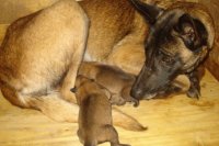 malinois Puppies