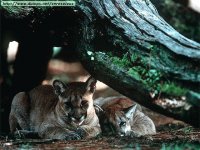 puma4