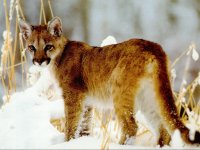 puma5