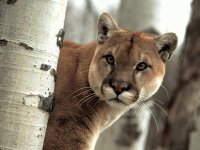 puma8