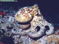 pulpo