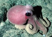 pulpo1