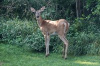 Deer