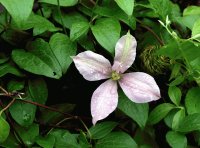 Flower with dew