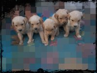 mascotas