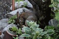 Rabbit