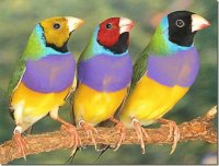 pájaros