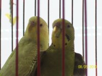 mascotas