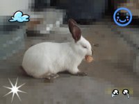 mascotas