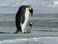 pinguino1