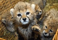 cheetah