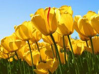 tulipanes
