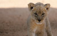lion cub