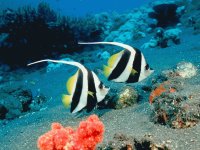 peces2