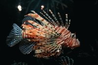 peces3