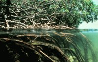 Manglar en Bangladés