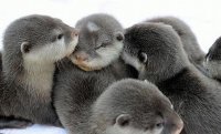 otters