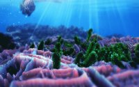 Bottom of the Ocean