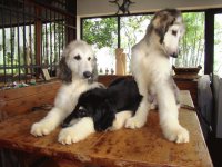 perros3
