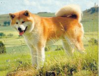 perros4