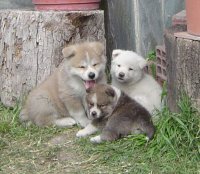 perros5