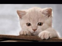 la cara de un gatito