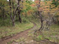 Sendero a Laguna Los Césares. Río Negro. Argentina