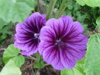 Perfectly purple flowers