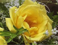 Flores