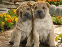 perros7