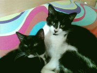 cats
