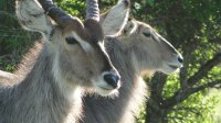 Waterbuck