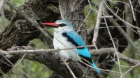 Kingfisher