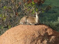 Klipspringer