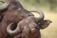 Water Buffalo