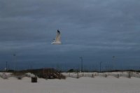 flying gull 2