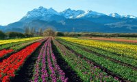 Feliz día de la Primavera. (En Trevelin. Chubut)
